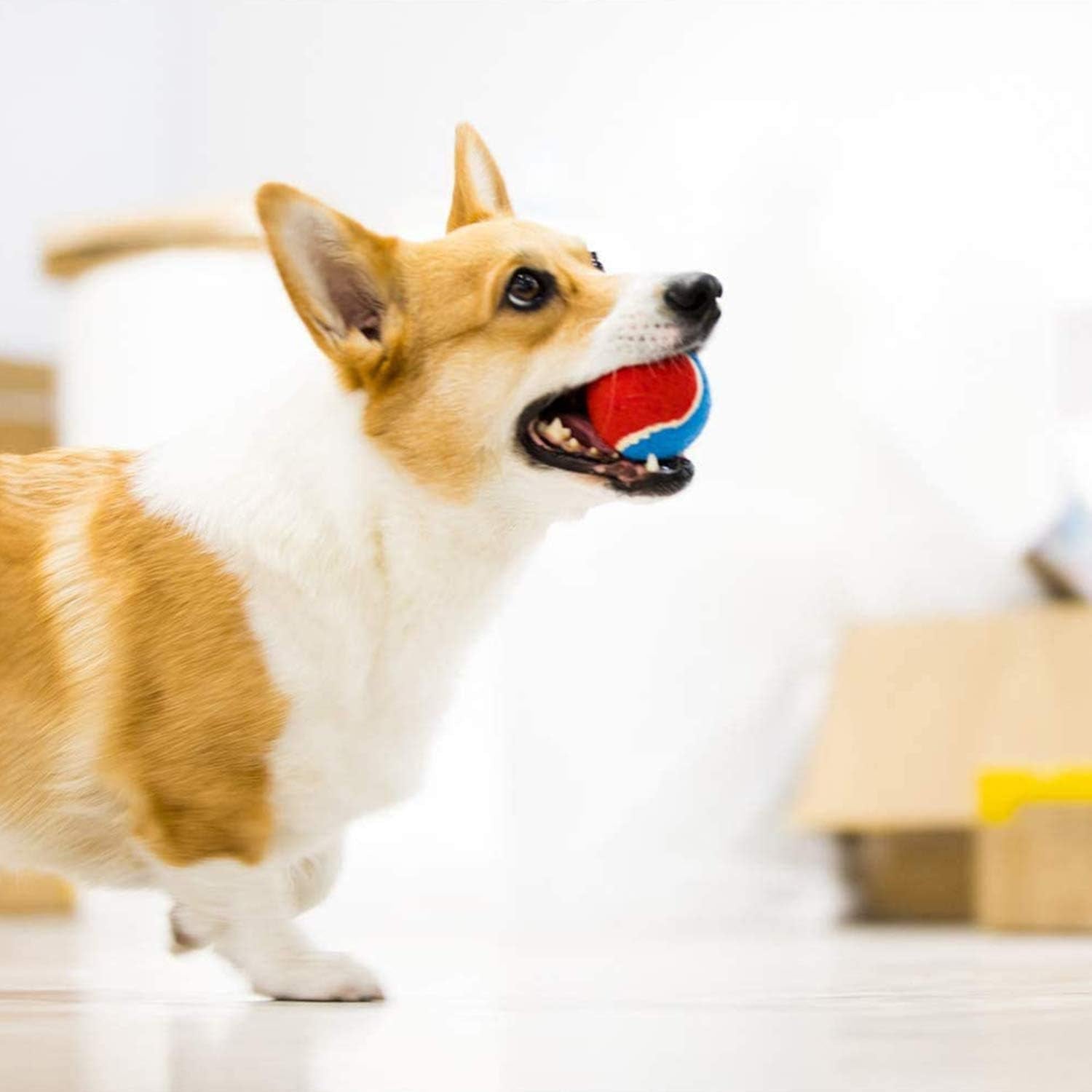 Tennis Balls for Dogs, Squeaky Dog Tennis Balls for Exercise, High Bouncy Dog Balls Bright Colors 2.5 Inches, Interactive Funny Dog Toys for All Breeds of Dogs Indoor & Outdoor Dog Games